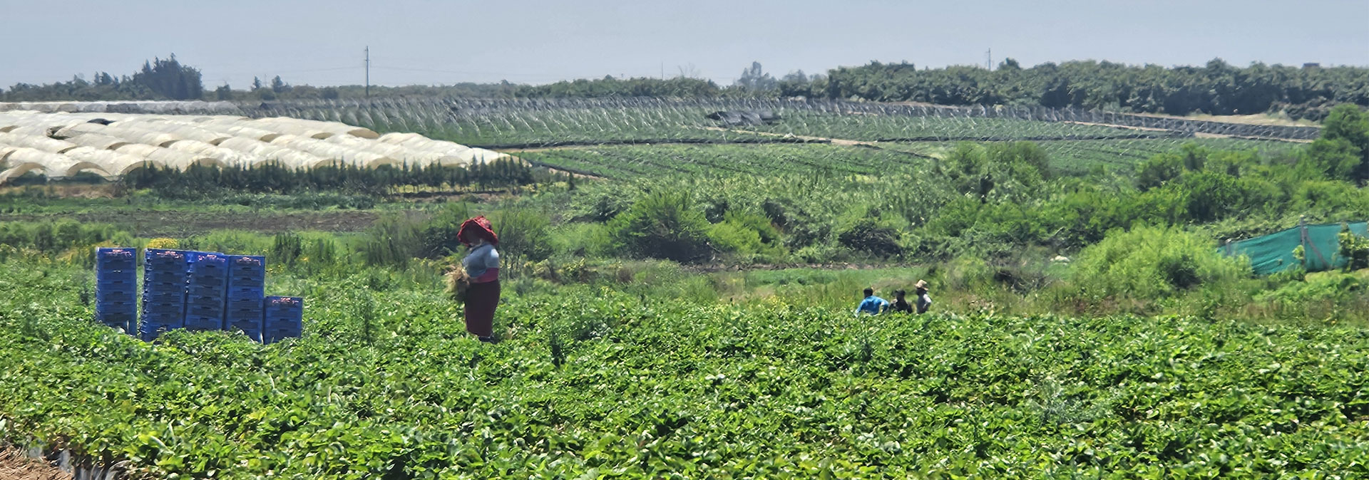 Agriculture